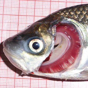 Image of Shrimp Fish